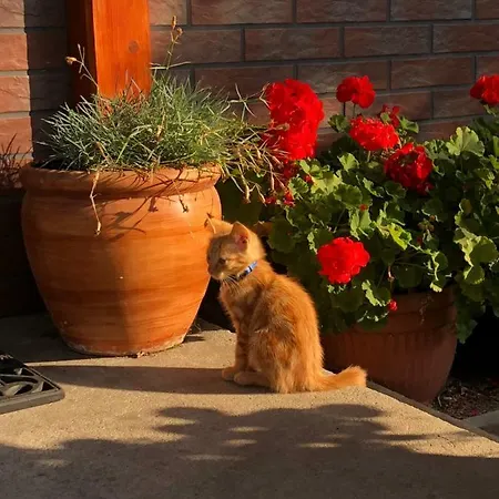 Alloggio in famiglia Sztorm